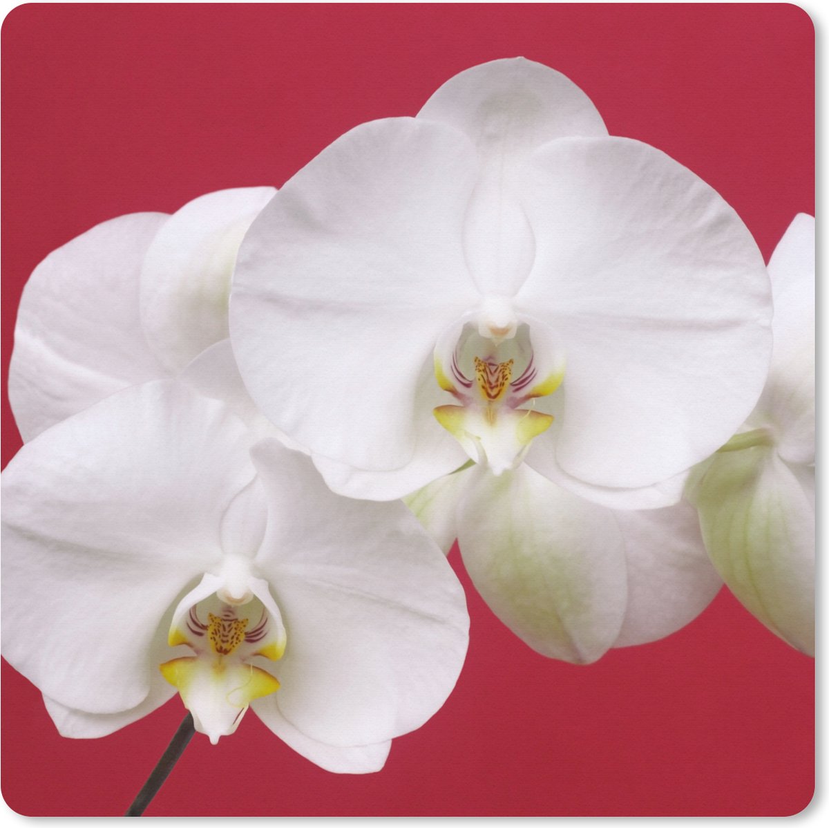Muismat XXL 50x50 cm - Bureau onderlegger - Bureau mat Witte orchidee op rood - Bureaumat - Gaming mousepad xl - Bureaulegger groot - Computer deskmat