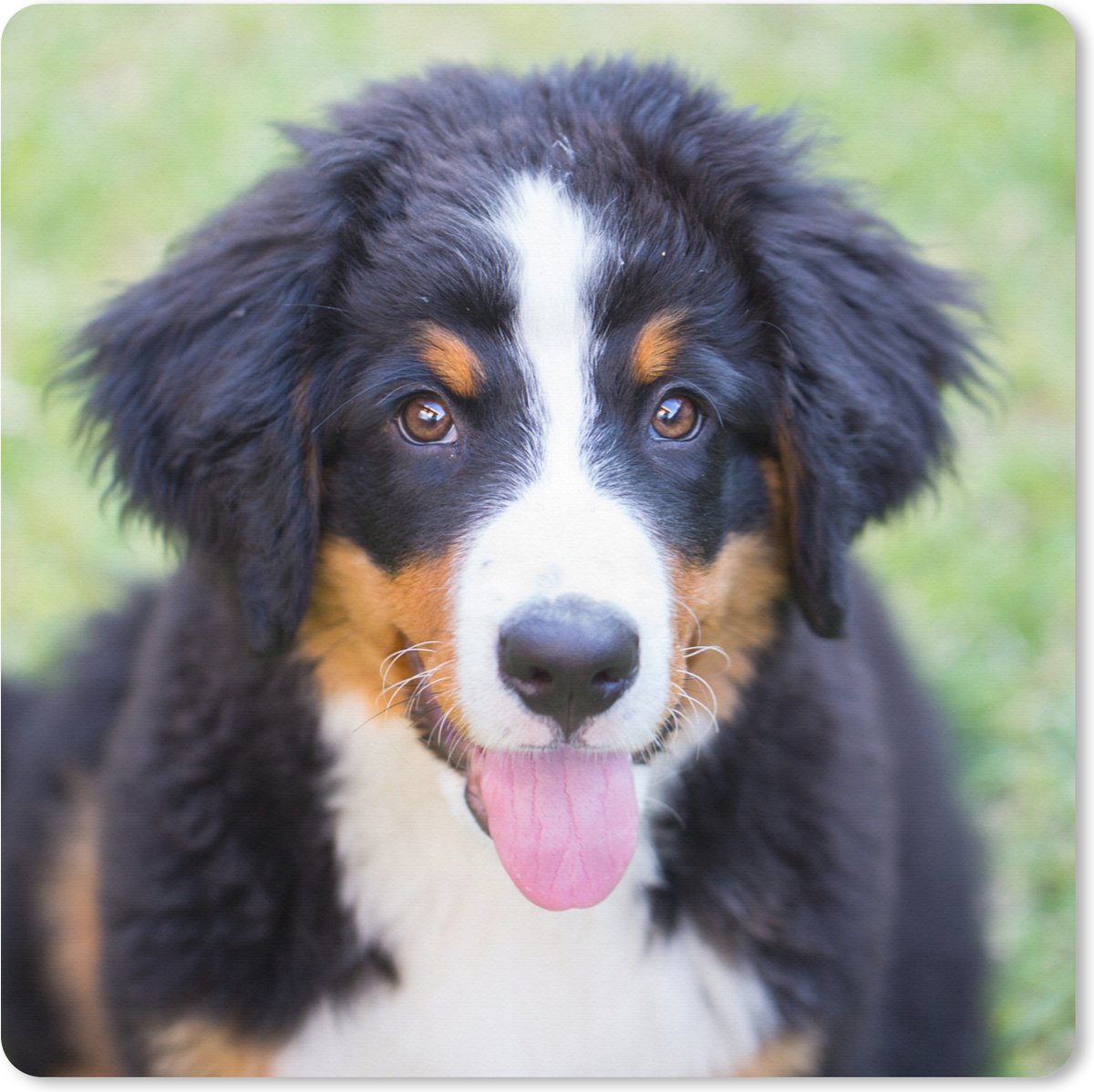 Muismat XXL 50x50 cm - Bureau onderlegger - Bureau mat Berner Sennenhond op het groene gras - Bureaumat - Gaming mousepad xl - Bureaulegger groot - Computer deskmat