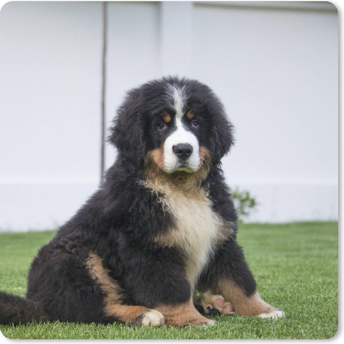 Muismat XXL 60x60 cm - Bureau onderlegger - Bureau mat Super schattige Berner Sennenhond puppy - Bureaumat - Gaming mousepad xl - Bureaulegger groot - Computer deskmat