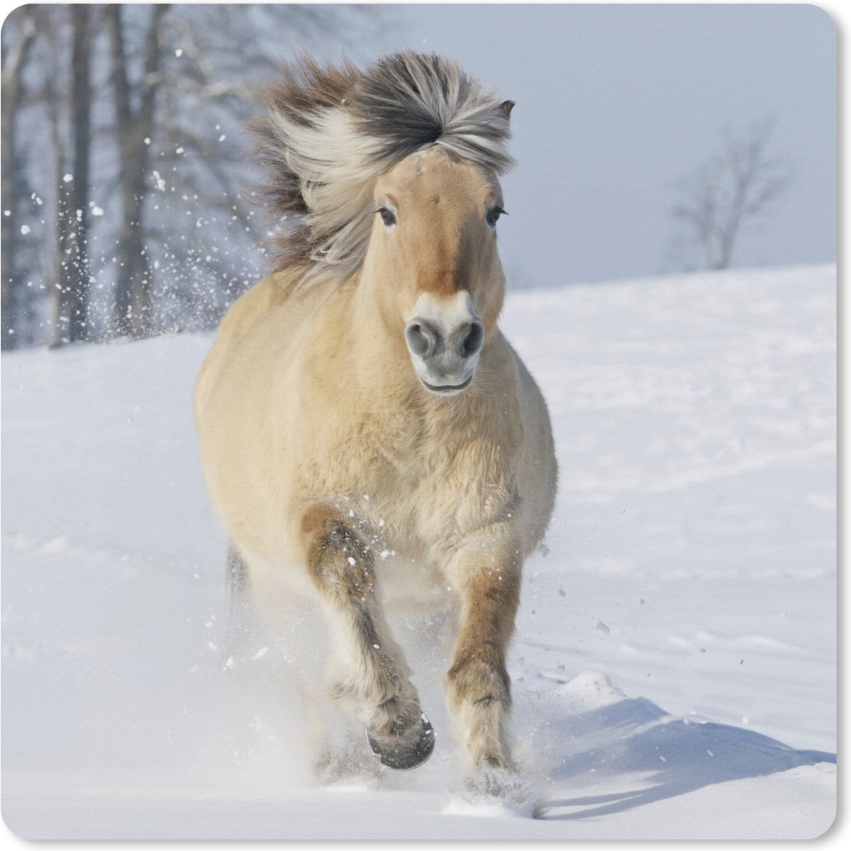 Muismat XXL - Bureau onderlegger - Bureau mat - Rennend fjord paard in de sneeuw - 60x60 cm - XXL muismat