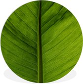 WallCircle - Wall Circle - Wall Circle Indoor - Feuilles - Plante - Vert - 90x90 cm - Décoration murale - Peintures Ronds