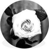 WallCircle - Cercle mural - Cercle mural intérieur - Rose - Fleurs - Feuilles - Zwart - Wit - 90x90 cm - Décoration murale - Peintures ronds