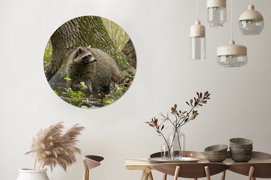 WallCircle - Wall Circle - Wall Circle Indoor - Raton Laveur - Sauvage - Forêt - 90x90 cm - Décoration murale - Peintures Ronds