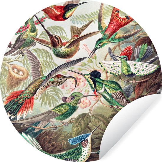 WallCircle - Muurstickers - Behangcirkel - Kolibrie - Vintage - Ernst Haeckel - Vogel - Kunst - Natuur - 50x50 cm - Muurcirkel - Zelfklevend - Ronde Behangsticker