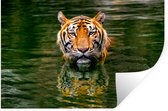 Sticker Muursticker Habitants de la jungle - Tigre dans l'eau - 30x20 cm - Film adhésif autocollant - Sticker mural repositionnable