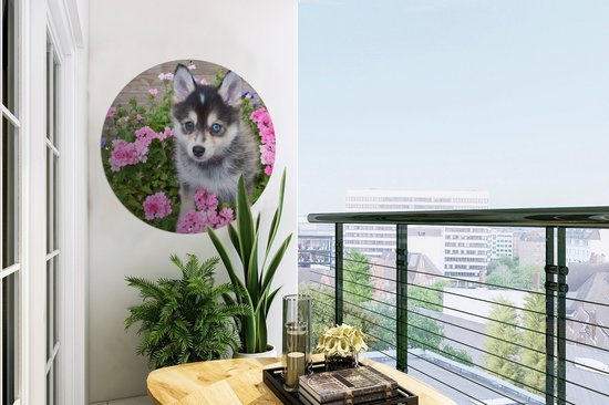 Cercle de jardin Chiot Pomsky entre fleurs - 60x60 cm - Affiche de jardin ronde - Extérieur