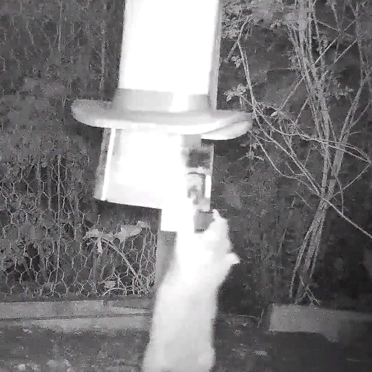 Trapbakken voor kippen. Voorkom ongedierte bij kippen en krielen