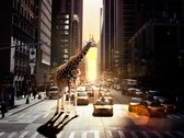 Fotobehangkoning - Behang - Vliesbehang - Fotobehang - Giraffe in de grote stad - New York - 350 x 270 cm