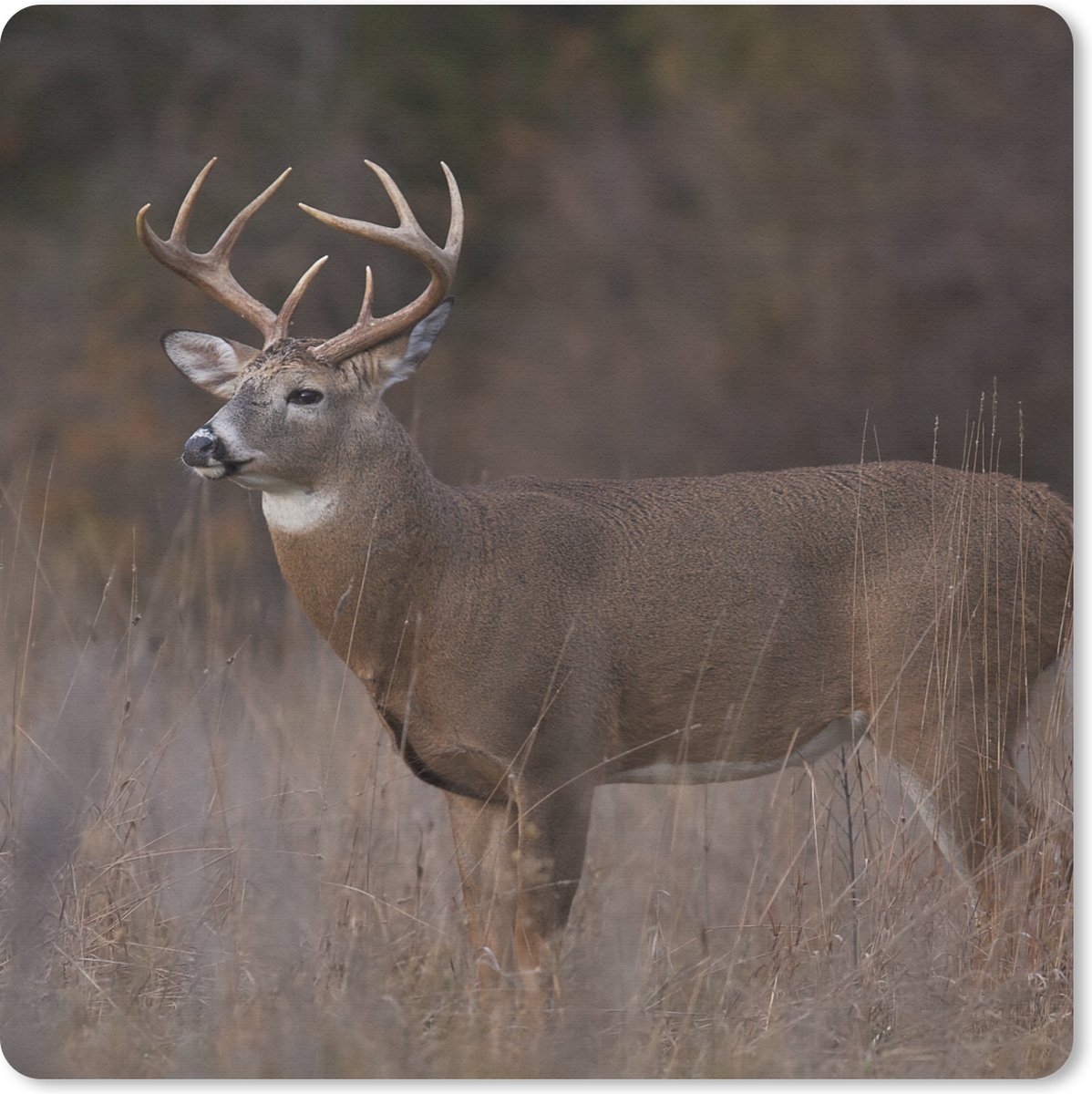 Muismat 20x20 cm - Mousepad Herfst - Hert - Gras - Natuur - Dieren - Muismatten
