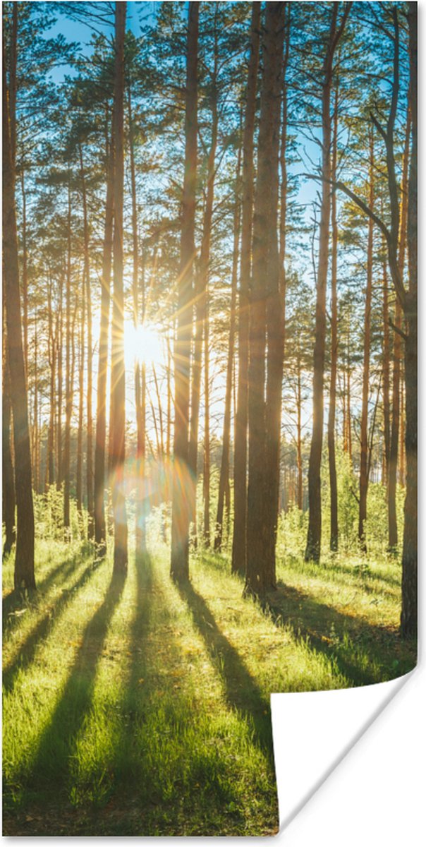 Poster Zon - Bomen - Landschap - Gras - 80x160 cm