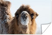 Poster Close-up kameel in sneeuw Mongolië - 60x40 cm