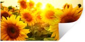 Stickers muraux - Sticker Foil - Tournesol - Jaune - Fleurs - Soleil - 160x80 cm - Film Adhésif - Stickers muraux Chambre Enfant - Papier Peint Auto Adhésif