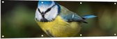 WallClassics - Tuinposter – Pimpelmees Vogel - 150x50 cm Foto op Tuinposter  (wanddecoratie voor buiten en binnen)