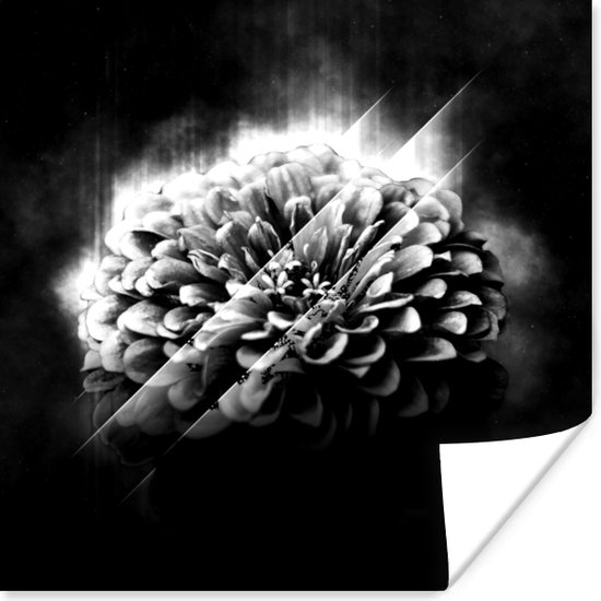 Poster Rozen - Bloemen - Licht - Zwart - Wit