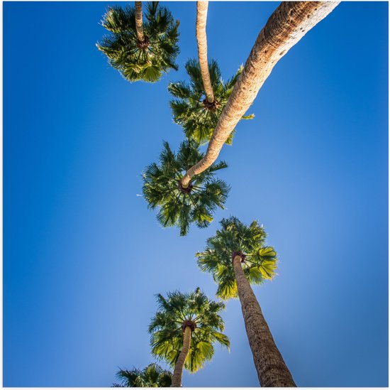 WallClassics - Poster (Matte) - Vue de dessous des Palmiers - 100x100 cm Photo sur Papier Poster à l'Aspect Mat