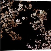 WallClassics - Dibond - Roze Bloesembloemetjes aan Tak in de Nacht - 80x80 cm Foto op Aluminium (Met Ophangsysteem)