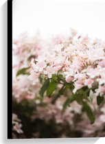 WallClassics - Toile - Buisson de fleurs rose clair - 40x60 cm (Décoration murale )