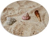 WallClassics - PVC Schuimplaat Ovaal - Drie Schelpjes in Zand - 68x51 cm Foto op Ovaal  (Met Ophangsysteem)