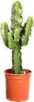 Euphorbia cactus – ↨ 55cm – ⌀ 19cm