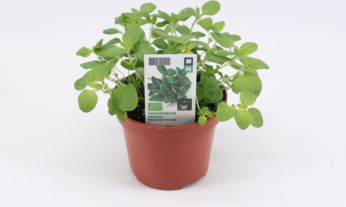 Oregano