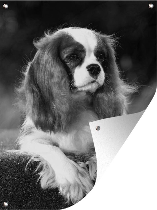 Wee Blue Coo Tierportrait Geburtstagskarte – Cavalier King Charles, 17.5x12.5 Cm
