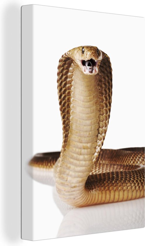 Suri Broers en zussen De Kamer Canvas Schilderij Cobra slang posseert op een witte achtergrond - 80x120 cm  -... | bol.com