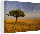 Canvas Schilderij Alleenstaande acacia boom op vlaktes - 60x40 cm - Wanddecoratie