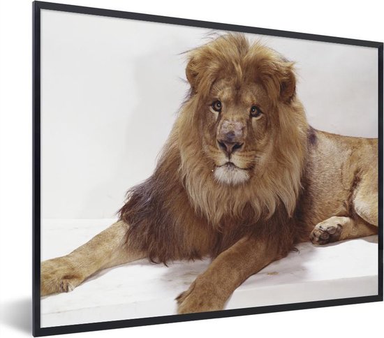 Foto in lijst - Relaxende leeuw op witte achtergrond fotolijst zwart zonder  passe... | bol.com