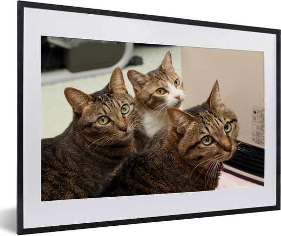 Fotolijst incl. Poster - Kat - Katten - Bruin - 60x40 cm - Posterlijst |  bol.com