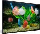 Image encadrée - Cadre photo Pêche dans un aquarium noir 90x60 cm - Affiche encadrée (Décoration murale salon / chambre)
