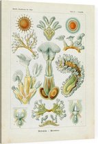 Cristatella - Bryozoa (Kunstformen der Natur), Ernst Haeckel - Foto op Canvas - 45 x 60 cm