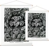 Turbinaria - Hexacoralla (Kunstformen der Natur), Ernst Haeckel - Foto op Textielposter - 45 x 60 cm