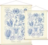 Hormiphora - Ctenophorae (Kunstformen der Natur), Ernst Haeckel - Foto op Textielposter - 60 x 80 cm