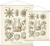 Pegantha - Narcomedusae (Kunstformen der Natur), Ernst Haeckel - Foto op Textielposter - 90 x 120 cm