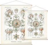 Carmaris - Trachomedusae (Kunstformen der Natur), Ernst Haeckel - Foto op Textielposter - 60 x 80 cm