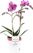 Orchidee van Botanicly – Vlinder orchidee in wit-roze keramische pot als set – Hoogte: 45 cm, 1 tak – Phalaenopsis Vienna