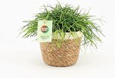 Cactus van Botanicly – Rotskoraal in zeegras pot als set – Hoogte: 20 cm – Rhipsalis Oasis