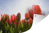 Tuindecoratie Bloemen - Tulpen - Zon - 60x40 cm - Tuinposter - Tuindoek - Buitenposter