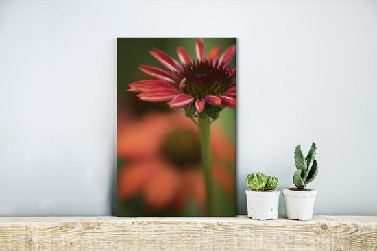 Fleur d'échinacée rouge en fleurs 20x30 cm - petit - Tirage photo sur toile (Décoration murale salon / chambre)