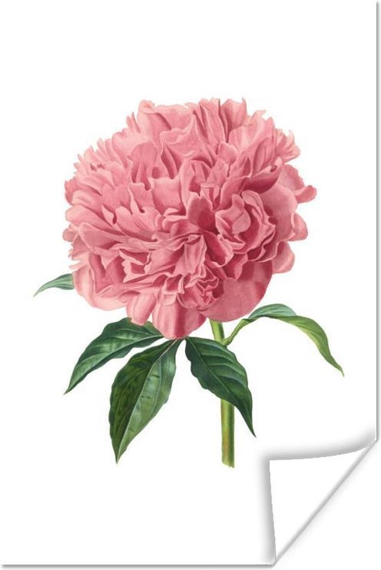 Affiche Fleurs - Pivoine - Rose - 20x30 cm