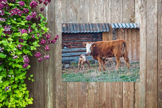 Affiche de jardin vache brune au veau toile en vrac 80x60 cm - Toile de jardin / Toile d'extérieur / Peintures d'extérieur (décoration de jardin)