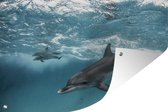 Muurdecoratie Dolfijn - Water - Zee - 180x120 cm - Tuinposter - Tuindoek - Buitenposter