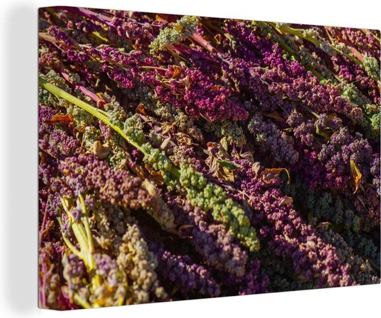 Paarse kleuren van de quinoa planten op een hoopje Canvas 90x60 cm - Foto print op Canvas schilderij (Wanddecoratie woonkamer / slaapkamer)