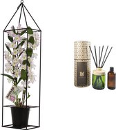 Combi Bamboo orchid 'sweet pink' in draadframe en Woo Diffuser (100 ml) ↨ 78cm - planten - binnenplanten - buitenplanten - tuinplanten - potplanten - hangplanten - plantenbak - bomen - plante