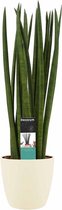 Sansevieria Cylindrica spaghetti met Elho brussels soap ↨ 55cm - hoge kwaliteit planten