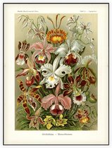 Cypripedium - Orchideae (Kunstformen der Natur), Ernst Haeckel - Foto op Akoestisch paneel - 60 x 80 cm