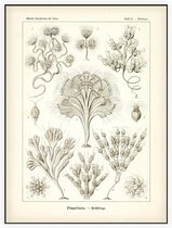 Dinobryon - Flagellata (Kunstformen der Natur), Ernst Haeckel - Foto op Akoestisch paneel - 60 x 80 cm