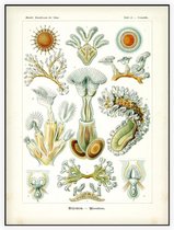 Cristatella - Bryozoa (Kunstformen der Natur), Ernst Haeckel - Foto op Akoestisch paneel - 90 x 120 cm