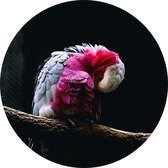 Roze kaketoe op zwarte achtergrond - Foto op Behangcirkel - ⌀ 40 cm