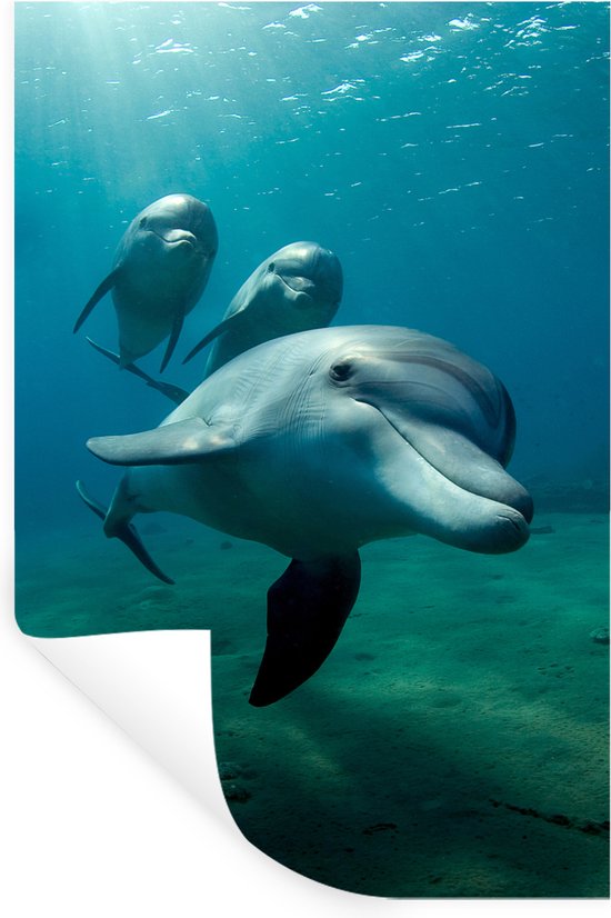 Sticker Muursticker Animaux aquatiques marins - Photo sous-marine de trois dauphins - 60x90 cm - Film adhésif autocollant - Sticker mural repositionnable
